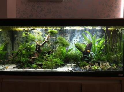 Rated #2: 63 Gallons Freshwater Fish Tank - Gondor Rated #2: 63 Gallons Freshwater Fish Tank - Gondor