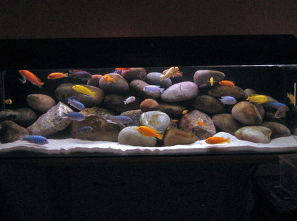 Rated #8: 40 Gallons Freshwater Fish Tank - 40G (UK) Malawi Mbuna Tank TimothyS Rated #8: 40 Gallons Freshwater Fish Tank - 40G (UK) Malawi Mbuna Tank TimothyS