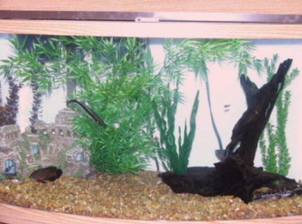 50 gallons freshwater fish tank (mostly fish and non-living decorations) - 50 gallon bow front tank. It's feeding time for the fish. 50 gallons freshwater fish tank (mostly fish and non-living decorations) - 50 gallon bow front tank. It's feeding time for the fish.