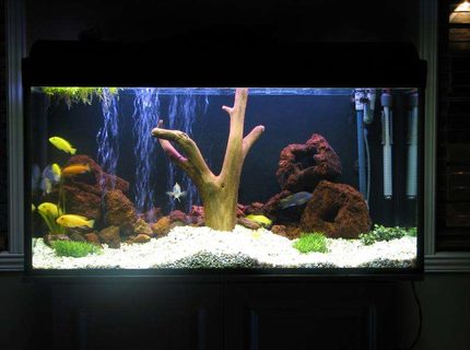 50 gallons freshwater fish tank (mostly fish and non-living decorations) - 50g with wood and fake plant 50 gallons freshwater fish tank (mostly fish and non-living decorations) - 50g with wood and fake plant