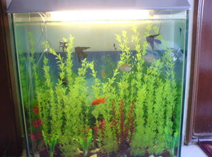 350 gallons freshwater fish tank (mostly fish and non-living decorations) - first tank,lots more to come 350 gallons freshwater fish tank (mostly fish and non-living decorations) - first tank,lots more to come