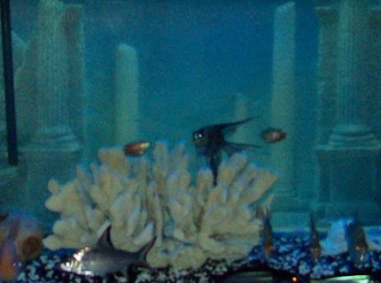 155 gallons freshwater fish tank (mostly fish and non-living decorations) - 155 bow Could not fit the hole tank in the pic. But you should have the Idea of what the tank looks like 155 gallons freshwater fish tank (mostly fish and non-living decorations) - 155 bow Could not fit the hole tank in the pic. But you should have the Idea of what the tank looks like