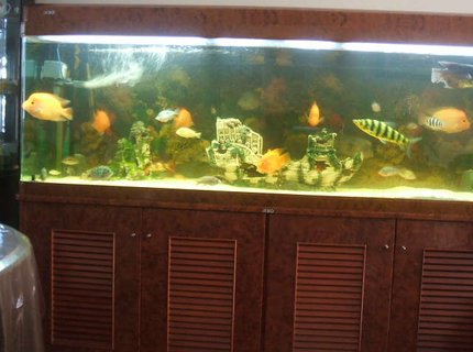 190 gallons freshwater fish tank (mostly fish and non-living decorations) - Previous fish tank 190 gallons freshwater fish tank (mostly fish and non-living decorations) - Previous fish tank
