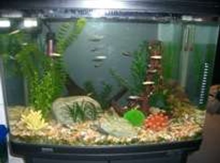 19 gallons freshwater fish tank (mostly fish and non-living decorations) - This is my first tropical tank with glass bloodfin tetras, Cardinal tetras, Penguin Tetras, Gold zebra danios, baby bristlenose, 2 small snails and soon to get juli corys and freshwater angelfish 19 gallons freshwater fish tank (mostly fish and non-living decorations) - This is my first tropical tank with glass bloodfin tetras, Cardinal tetras, Penguin Tetras, Gold zebra danios, baby bristlenose, 2 small snails and soon to get juli corys and freshwater angelfish
