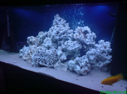 280 gallons freshwater fish tank (mostly fish and non-living decorations) - just got all my rock in just need some fish now at present i have 4 baby chiclids and 3 young ones 280 gallons freshwater fish tank (mostly fish and non-living decorations) - just got all my rock in just need some fish now at present i have 4 baby chiclids and 3 young ones
