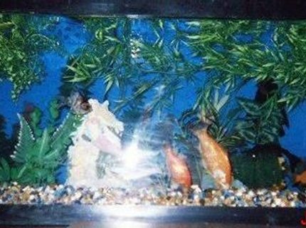 45 gallons freshwater fish tank (mostly fish and non-living decorations) - half way through my summer project 45 gallons freshwater fish tank (mostly fish and non-living decorations) - half way through my summer project