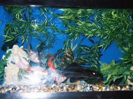 45 gallons freshwater fish tank (mostly fish and non-living decorations) - ok 45 gallons freshwater fish tank (mostly fish and non-living decorations) - ok