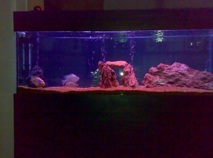 155 gallons freshwater fish tank (mostly fish and non-living decorations) - taxsas 155 gallons freshwater fish tank (mostly fish and non-living decorations) - taxsas