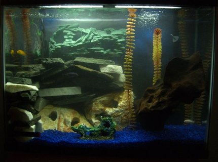45 gallons freshwater fish tank (mostly fish and non-living decorations) - 45g mbuna tank 45 gallons freshwater fish tank (mostly fish and non-living decorations) - 45g mbuna tank