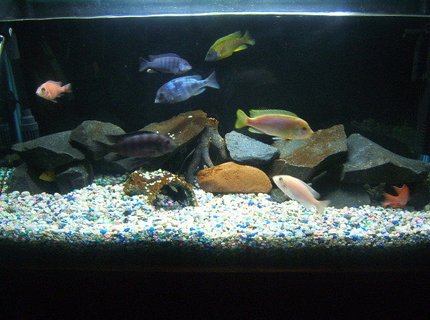 39 gallons freshwater fish tank (mostly fish and non-living decorations) - African Malawi Cichlid Tank
1x Bumble Bee
1x Firebird Peacock
1x Sunshine Peacock
1x Greshakei
1x Tangerine Peacock
1x Electric Yellow
1x Albino Peacock (Female)
1!x Hongi (Female)
1x Blue Dolphin (Female)
1x Bristlenose Catfish 39 gallons freshwater fish tank (mostly fish and non-living decorations) - African Malawi Cichlid Tank
1x Bumble Bee
1x Firebird Peacock
1x Sunshine Peacock
1x Greshakei
1x Tangerine Peacock
1x Electric Yellow
1x Albino Peacock (Female)
1!x Hongi (Female)
1x Blue Dolphin (Female)
1x Bristlenose Catfish