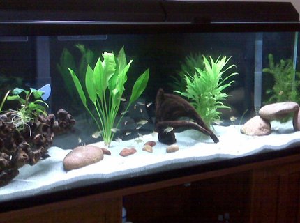 85 gallons freshwater fish tank (mostly fish and non-living decorations) - x10 baby Geophagus sp. Tapajos
x15 lemon tetras
x12 rummy nose tetra
x1 albino bushy nose pleco
1 amazon sword
some driftwood 85 gallons freshwater fish tank (mostly fish and non-living decorations) - x10 baby Geophagus sp. Tapajos
x15 lemon tetras
x12 rummy nose tetra
x1 albino bushy nose pleco
1 amazon sword
some driftwood