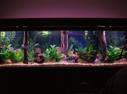 350 gallons freshwater fish tank (mostly fish and non-living decorations) - 350 gal 350 gallons freshwater fish tank (mostly fish and non-living decorations) - 350 gal