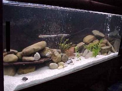 450 gallons freshwater fish tank (mostly fish and non-living decorations) - MY NEW PROJECT 450 gallons freshwater fish tank (mostly fish and non-living decorations) - MY NEW PROJECT