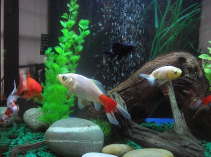 17 gallons freshwater fish tank (mostly fish and non-living decorations) - This is the most recent update of my tank 30/3/2010 It contains fake plants river rocks and bogwood with an air pump connected to an air stone. Fish 6 various goldfish 2 plecos 1 octomus 3weather loaches and 3 white clouds in this community tank, hope you like it! xD. 17 gallons freshwater fish tank (mostly fish and non-living decorations) - This is the most recent update of my tank 30/3/2010 It contains fake plants river rocks and bogwood with an air pump connected to an air stone. Fish 6 various goldfish 2 plecos 1 octomus 3weather loaches and 3 white clouds in this community tank, hope you like it! xD.