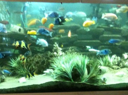 350 gallons freshwater fish tank (mostly fish and non-living decorations) - 350 Gallon Cichlid tank running over 5 years. Check out my YouTube videos under the user name Therelimic 350 gallons freshwater fish tank (mostly fish and non-living decorations) - 350 Gallon Cichlid tank running over 5 years. Check out my YouTube videos under the user name Therelimic