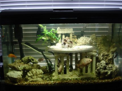 60 gallons freshwater fish tank (mostly fish and non-living decorations) - My favorite part of this tank is the second level which is clear plastic with an under-gravel filter built in. The outer ring holds the air coming from below and holds this air until a pressure is built up and then releases it through various holes drilled in the plastic. The pattern of air bubbles released is never the same and always at intermittent times. With a black light installed the outer ring of trapped air glows creating an incredible visual effect. All the coral and rock is real and provide a natural environmental element for these brackish fish. 60 gallons freshwater fish tank (mostly fish and non-living decorations) - My favorite part of this tank is the second level which is clear plastic with an under-gravel filter built in. The outer ring holds the air coming from below and holds this air until a pressure is built up and then releases it through various holes drilled in the plastic. The pattern of air bubbles released is never the same and always at intermittent times. With a black light installed the outer ring of trapped air glows creating an incredible visual effect. All the coral and rock is real and provide a natural environmental element for these brackish fish.