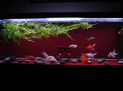 60 gallons freshwater fish tank (mostly fish and non-living decorations) - My 60g goldfish "Zen" tank. 60 gallons freshwater fish tank (mostly fish and non-living decorations) - My 60g goldfish "Zen" tank.