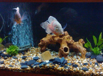 155 gallons freshwater fish tank (mostly fish and non-living decorations) - my tank 155 gallons freshwater fish tank (mostly fish and non-living decorations) - my tank