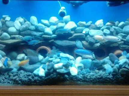 210 gallons freshwater fish tank (mostly fish and non-living decorations) - My african set up 210 gallons freshwater fish tank (mostly fish and non-living decorations) - My african set up