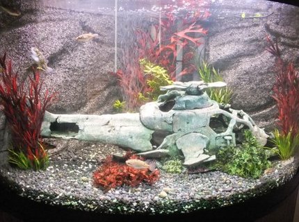 42 gallons freshwater fish tank (mostly fish and non-living decorations) - Fluval Venezia 190 Corner Aquarium with 11 figure eight pufferfish and 1 leopard sailfin pleco. 42 gallons freshwater fish tank (mostly fish and non-living decorations) - Fluval Venezia 190 Corner Aquarium with 11 figure eight pufferfish and 1 leopard sailfin pleco.