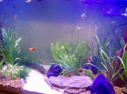 87 gallons freshwater fish tank (mostly fish and non-living decorations) - new tank
330l
two filters one hood one external 87 gallons freshwater fish tank (mostly fish and non-living decorations) - new tank
330l
two filters one hood one external