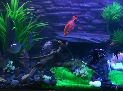 260 gallons freshwater fish tank (mostly fish and non-living decorations) - complete Tank 260 gallons freshwater fish tank (mostly fish and non-living decorations) - complete Tank
