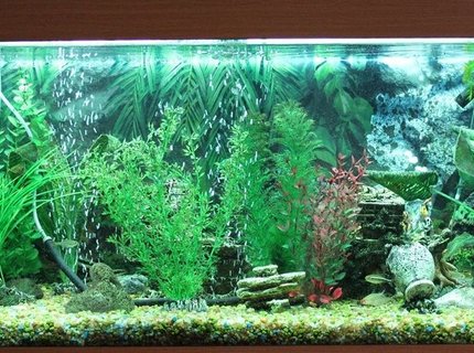 50 gallons freshwater fish tank (mostly fish and non-living decorations) - Freshwater tank, 180 Liter, no live plants. 50 gallons freshwater fish tank (mostly fish and non-living decorations) - Freshwater tank, 180 Liter, no live plants.