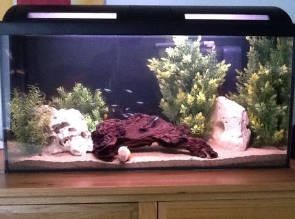 20 gallons freshwater fish tank (mostly fish and non-living decorations) 20 gallons freshwater fish tank (mostly fish and non-living decorations)