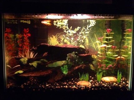 20 gallons freshwater fish tank (mostly fish and non-living decorations) - My tank with Golden Wonder lurking
at the top. 20 gallons freshwater fish tank (mostly fish and non-living decorations) - My tank with Golden Wonder lurking
at the top.
