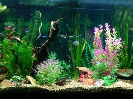 90 gallons freshwater fish tank (mostly fish and non-living decorations) - My tank 90 gallons freshwater fish tank (mostly fish and non-living decorations) - My tank