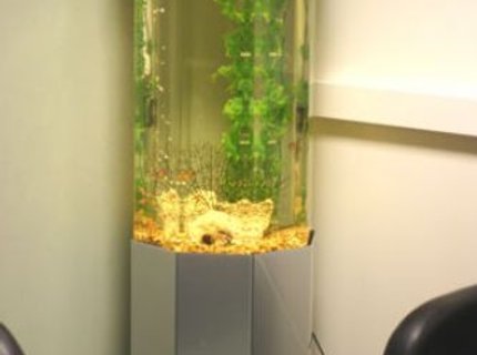 20 gallons freshwater fish tank (mostly fish and non-living decorations) - 20 gallon column. plastic plants and real river rock in back corner. 20 gallons freshwater fish tank (mostly fish and non-living decorations) - 20 gallon column. plastic plants and real river rock in back corner.