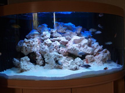 90 gallons freshwater fish tank (mostly fish and non-living decorations) - Budget £500 aquarium 90 gallons freshwater fish tank (mostly fish and non-living decorations) - Budget £500 aquarium