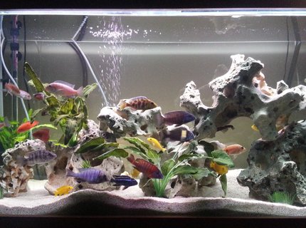 85 gallons freshwater fish tank (mostly fish and non-living decorations) - 85 Gallon freshwater aquarium with
texas holey rock and decorative
plants, Changed it up after 3 years
so give it something new. 85 gallons freshwater fish tank (mostly fish and non-living decorations) - 85 Gallon freshwater aquarium with
texas holey rock and decorative
plants, Changed it up after 3 years
so give it something new.