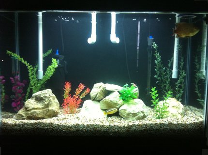 45 gallons freshwater fish tank (mostly fish and non-living decorations) - My 45 Gallon Tall Cichlid Tank. 45 gallons freshwater fish tank (mostly fish and non-living decorations) - My 45 Gallon Tall Cichlid Tank.
