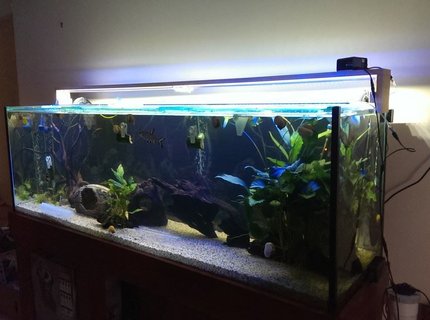 130 gallons freshwater fish tank (mostly fish and non-living decorations) - A work in progress. 130 gallons freshwater fish tank (mostly fish and non-living decorations) - A work in progress.