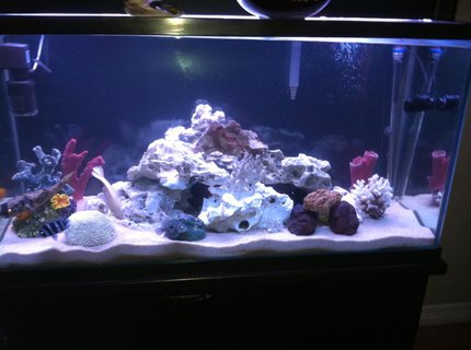 110 gallons freshwater fish tank (mostly fish and non-living decorations) - None 110 gallons freshwater fish tank (mostly fish and non-living decorations) - None
