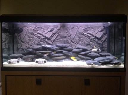 50 gallons freshwater fish tank (mostly fish and non-living decorations) - Malawi setup 50 gallons freshwater fish tank (mostly fish and non-living decorations) - Malawi setup