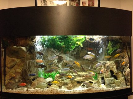 72 gallons freshwater fish tank (mostly fish and non-living decorations) - 72 Gallon Bow Front Mixed Malawi Peacock Cichlid Aquarium 72 gallons freshwater fish tank (mostly fish and non-living decorations) - 72 Gallon Bow Front Mixed Malawi Peacock Cichlid Aquarium