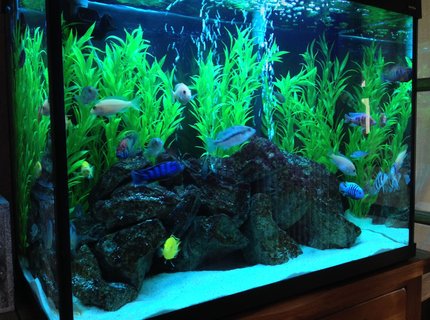 44 gallons freshwater fish tank (mostly fish and non-living decorations) - Tank Update 44 gallons freshwater fish tank (mostly fish and non-living decorations) - Tank Update