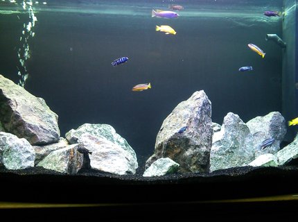 57 gallons freshwater fish tank (mostly fish and non-living decorations) - First attempt at keeping Malawis and rockscaping 57 gallons freshwater fish tank (mostly fish and non-living decorations) - First attempt at keeping Malawis and rockscaping