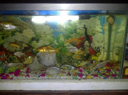 14 gallons freshwater fish tank (mostly fish and non-living decorations) - my first fish tank 14 gallons freshwater fish tank (mostly fish and non-living decorations) - my first fish tank