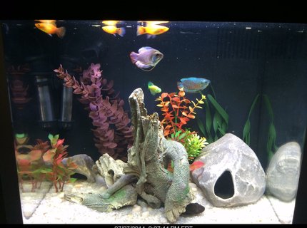 14 gallons freshwater fish tank (mostly fish and non-living decorations) - Coralife biocube 14 gallons freshwater fish tank (mostly fish and non-living decorations) - Coralife biocube