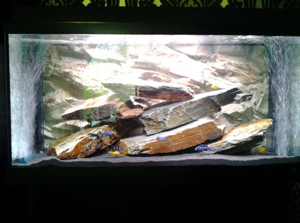 20 gallons freshwater fish tank (mostly fish and non-living decorations) - Cichlid tank 20 gallons freshwater fish tank (mostly fish and non-living decorations) - Cichlid tank