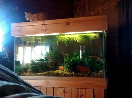 90 gallons freshwater fish tank (mostly fish and non-living decorations) - 90 gal freshwater tank with Blood Parrots, loaches, guppies and cories 90 gallons freshwater fish tank (mostly fish and non-living decorations) - 90 gal freshwater tank with Blood Parrots, loaches, guppies and cories