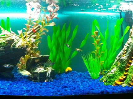 20 gallons freshwater fish tank (mostly fish and non-living decorations) - I designed this tank to be like the one from the dentist office in Finding Nemo. 20 gallons freshwater fish tank (mostly fish and non-living decorations) - I designed this tank to be like the one from the dentist office in Finding Nemo.