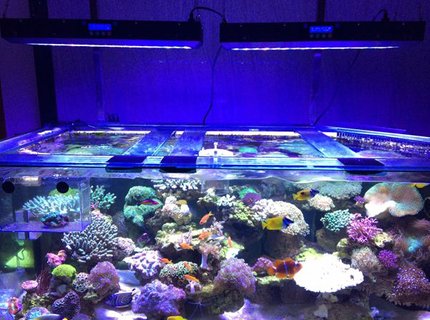 2 gallons freshwater fish tank (mostly fish and non-living decorations) 2 gallons freshwater fish tank (mostly fish and non-living decorations)