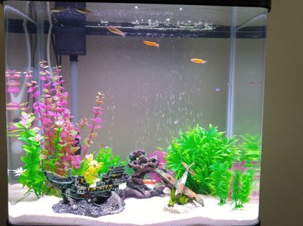 20 gallons freshwater fish tank (mostly fish and non-living decorations) - 20 gallon freshwater tank with white sand as substrate and some decorations 20 gallons freshwater fish tank (mostly fish and non-living decorations) - 20 gallon freshwater tank with white sand as substrate and some decorations