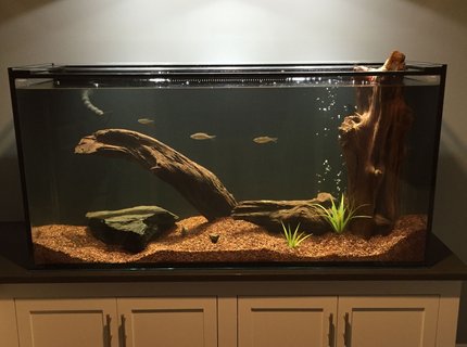 150 gallons freshwater fish tank (mostly fish and non-living decorations) - My tank 150 gallons freshwater fish tank (mostly fish and non-living decorations) - My tank