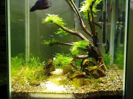 80 gallons freshwater fish tank (mostly fish and non-living decorations) - 18 gallon semi-planted cube
Home to Betta, cardinal tetras, Rasboras and RCS. 80 gallons freshwater fish tank (mostly fish and non-living decorations) - 18 gallon semi-planted cube
Home to Betta, cardinal tetras, Rasboras and RCS.