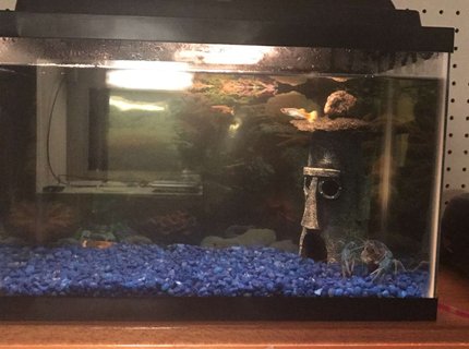 5 gallons freshwater fish tank (mostly fish and non-living decorations) - My tank 5 gallons freshwater fish tank (mostly fish and non-living decorations) - My tank